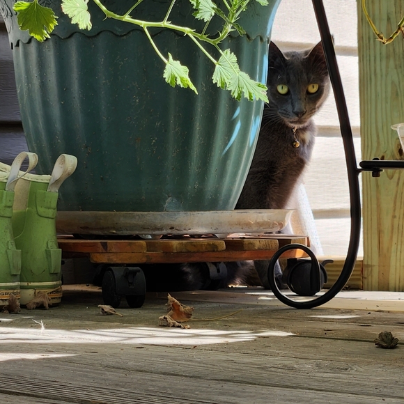 Meet your Posher, Sabra - Picture 4 of 6